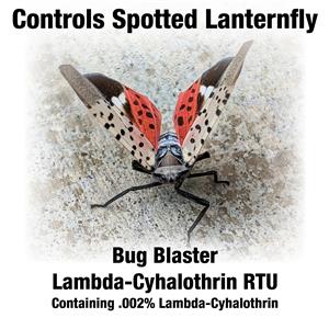 Lanternfly secondary image